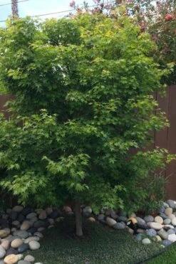 Tobiosho Japanese Maple Tree - 3 Gallon Pot 12 Tobiosho Japanese Maple Tree - 3 Gallon Pot -Outlet Drip Mingle Store acer palmatum tobiosho japanese maple tree 6