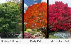 Tobiosho Japanese Maple Tree - 3 Gallon Pot 11 Tobiosho Japanese Maple Tree - 3 Gallon Pot -Outlet Drip Mingle Store acer palmatum tobiosho japanese maple tree 9
