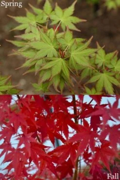 Tsukasa Silhouette Japanese Maple - 3 Gallon Pot (3.5-4.5') -Outlet Drip Mingle Store acer palmatum tsukasa silhouette 2 1