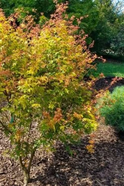 Twinkles Dwarf Coral Bark Japanese Maple - 3 Gallon Pot -Outlet Drip Mingle Store acer palmatum twinkles coral bark japanese maple 1