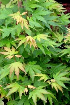 Twinkles Dwarf Coral Bark Japanese Maple - 3 Gallon Pot -Outlet Drip Mingle Store acer palmatum twinkles coral bark japanese maple 10