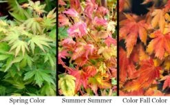 Twinkles Dwarf Coral Bark Japanese Maple - 3 Gallon Pot -Outlet Drip Mingle Store acer palmatum twinkles coral bark japanese maple 11