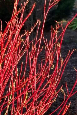 Twinkles Dwarf Coral Bark Japanese Maple - 3 Gallon Pot -Outlet Drip Mingle Store acer palmatum twinkles coral bark japanese maple 2