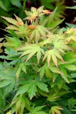 Twinkles Dwarf Coral Bark Japanese Maple - 3 Gallon Pot -Outlet Drip Mingle Store acer palmatum twinkles coral bark japanese maple 8