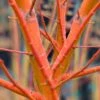 Wild Fire Coral Bark Japanese Maple - 3 Gallon Pot 1 Wild Fire Coral Bark Japanese Maple - 3 Gallon Pot -Outlet Drip Mingle Store acer palmatum wildfire 2