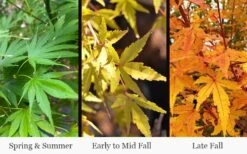 Wild Fire Coral Bark Japanese Maple - 3 Gallon Pot -Outlet Drip Mingle Store acer palmatum wildfire 4