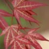 Yezo Nishiki Japanese Maple - 5 Gallon Pot (6-7') -Outlet Drip Mingle Store acer palmatum yezo nishiki japanese maple 1