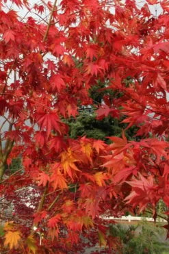 Yezo Nishiki Japanese Maple - 5 Gallon Pot (6-7') -Outlet Drip Mingle Store acer palmatum yezo nishiki japanese maple 10