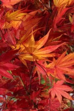 Yezo Nishiki Japanese Maple - 5 Gallon Pot (6-7') -Outlet Drip Mingle Store acer palmatum yezo nishiki japanese maple 11