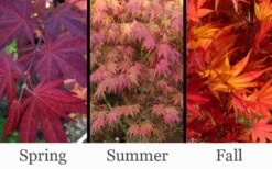 Yezo Nishiki Japanese Maple - 5 Gallon Pot (6-7') -Outlet Drip Mingle Store acer palmatum yezo nishiki japanese maple 14
