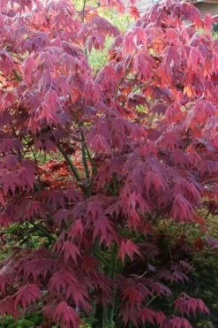 Yezo Nishiki Japanese Maple - 5 Gallon Pot (6-7') -Outlet Drip Mingle Store acer palmatum yezo nishiki japanese maple 5