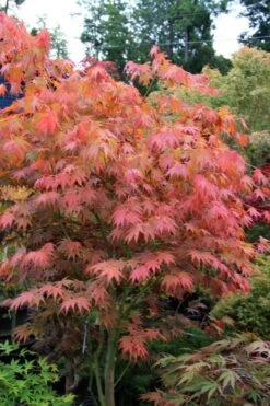 Yezo Nishiki Japanese Maple - 5 Gallon Pot (6-7') -Outlet Drip Mingle Store acer palmatum yezo nishiki japanese maple 6