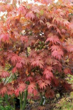 Yezo Nishiki Japanese Maple - 5 Gallon Pot (6-7') -Outlet Drip Mingle Store acer palmatum yezo nishiki japanese maple 7