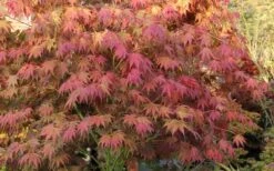 Yezo Nishiki Japanese Maple - 5 Gallon Pot (6-7') -Outlet Drip Mingle Store acer palmatum yezo nishiki japanese maple 8