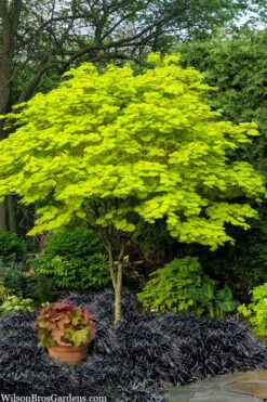 Jordan Golden Full Moon Japanese Maple - 3 Gallon Pot -Outlet Drip Mingle Store acer shirasawanum jordan golden full moon japanese maple 1
