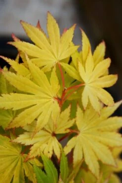 Jordan Golden Full Moon Japanese Maple - 3 Gallon Pot -Outlet Drip Mingle Store acer shirasawanum jordan golden full moon japanese maple 4