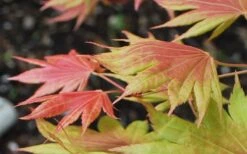 Moonrise Full Moon Japanese Maple - 5 Gallon Pot -Outlet Drip Mingle Store acer shirasawanum moonrise full moon janese maple 3 1