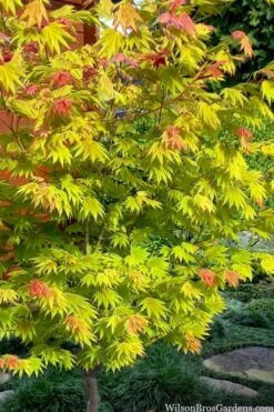 Moonrise Full Moon Japanese Maple - 5 Gallon Pot -Outlet Drip Mingle Store acer shirasawanum moonrise full moon janese maple 7 1