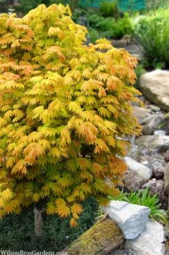 Moonrise Full Moon Japanese Maple - 3 Gallon Pot