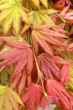 Moonrise Full Moon Japanese Maple - 5 Gallon Pot -Outlet Drip Mingle Store acer shirasawanum moonrise janese maple 1 1