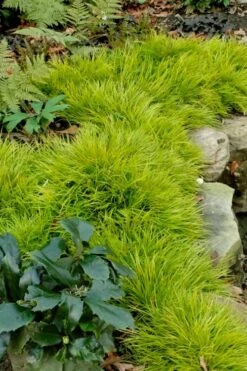 Dwarf Golden Sweet Flag - Acorus Gramineus 'Minimus Aureus' - 10 Pack Of Pint Pots 12 Dwarf Golden Sweet Flag - Acorus Gramineus 'Minimus Aureus' - 10 Pack Of Pint Pots -Outlet Drip Mingle Store acorus gramineus minnimus aurea dwarf golden sweet flag 101