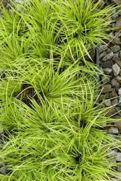 Dwarf Golden Sweet Flag - Acorus Gramineus 'Minimus Aureus' - 10 Pack Of Pint Pots 13 Dwarf Golden Sweet Flag - Acorus Gramineus 'Minimus Aureus' - 10 Pack Of Pint Pots -Outlet Drip Mingle Store acorus gramineus minnimus aurea dwarf golden sweet flag 105