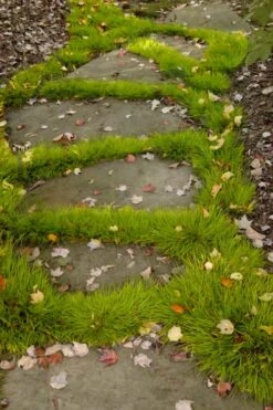 Dwarf Golden Sweet Flag - Acorus Gramineus 'Minimus Aureus' - 10 Pack Of Pint Pots 11 Dwarf Golden Sweet Flag - Acorus Gramineus 'Minimus Aureus' - 10 Pack Of Pint Pots -Outlet Drip Mingle Store acorus gramineus minnimus aurea dwarf golden sweet flag 106