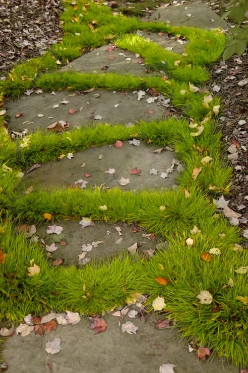 Dwarf Golden Sweet Flag - Acorus Gramineus 'Minimus Aureus' - 10 Pack Of Pint Pots 6 Dwarf Golden Sweet Flag - Acorus Gramineus 'Minimus Aureus' - 10 Pack Of Pint Pots - Image 4