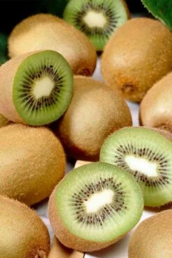 Jenny Self-Fertile Kiwi Vine - Quart Pot