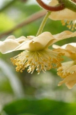 Jenny Self-Fertile Kiwi Vine - Quart Pot 14 Jenny Self-Fertile Kiwi Vine - Quart Pot -Outlet Drip Mingle Store actinidia deliciosa jenny self fertile kiwi vine 4