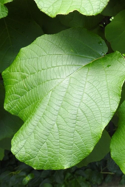 Jenny Self-Fertile Kiwi Vine - Quart Pot 9 Jenny Self-Fertile Kiwi Vine - Quart Pot - Image 7