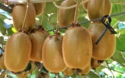 Jenny Self-Fertile Kiwi Vine - Quart Pot 15 Jenny Self-Fertile Kiwi Vine - Quart Pot -Outlet Drip Mingle Store actinidia deliciosa jenny self fertile kiwi vine 6