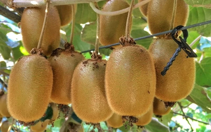 Jenny Self-Fertile Kiwi Vine - Quart Pot 8 Jenny Self-Fertile Kiwi Vine - Quart Pot - Image 6