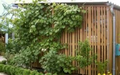 Jenny Self-Fertile Kiwi Vine - Quart Pot 13 Jenny Self-Fertile Kiwi Vine - Quart Pot -Outlet Drip Mingle Store actinidia deliciosa jenny self fertile kiwi vine 7