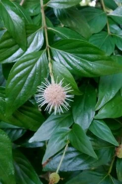 Adina Rubella Buttonbush - 3 Gallon Pot -Outlet Drip Mingle Store adina rubella chinese buttonbush 2