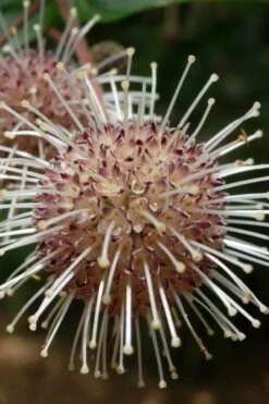 Adina Rubella Buttonbush - 3 Gallon Pot -Outlet Drip Mingle Store adina rubella chinese buttonbush 4