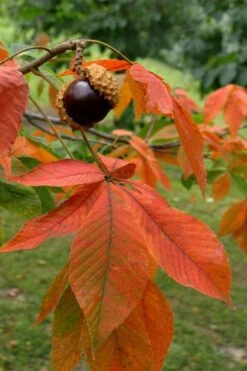 Ohio Buckeye (Aesculus Glabra) - 1 Gallon Pot -Outlet Drip Mingle Store aesculus glabra ohio buckeye 11