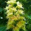 Ohio Buckeye (Aesculus Glabra) - 1 Gallon Pot -Outlet Drip Mingle Store aesculus glabra ohio buckeye 20