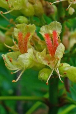 Ohio Buckeye (Aesculus Glabra) - 1 Gallon Pot -Outlet Drip Mingle Store aesculus glabra ohio buckeye 4