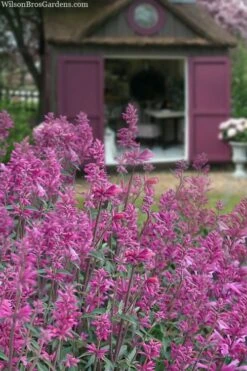 Rosie Posie Agastache (Hummingbird Mint) - 5 Pack Of Quarts -Outlet Drip Mingle Store agastache rosie posie hummingbird mint 1 1