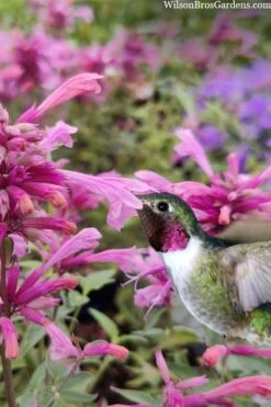 Rosie Posie Agastache (Hummingbird Mint) - 5 Pack Of Quarts -Outlet Drip Mingle Store agastache rosie posie hummingbird mint 10 1
