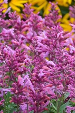 Rosie Posie Agastache (Hummingbird Mint) - 1 Gallon Pot -Outlet Drip Mingle Store agastache rosie posie hummingbird mint 3