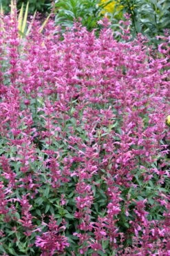 Rosie Posie Agastache (Hummingbird Mint) - 1 Gallon Pot -Outlet Drip Mingle Store agastache rosie posie hummingbird mint 6