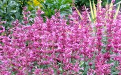 Rosie Posie Agastache (Hummingbird Mint) - 5 Pack Of Quarts -Outlet Drip Mingle Store agastache rosie posie hummingbird mint 7 1