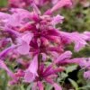 Rosie Posie Agastache (Hummingbird Mint) - 1 Gallon Pot -Outlet Drip Mingle Store agastache rosie posie hummingbird mint 8