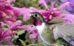 Rosie Posie Agastache (Hummingbird Mint) - 1 Gallon Pot -Outlet Drip Mingle Store agastache rosie posie hummingbird mint 9
