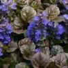 Bronze Beauty Ajuga (Bugleweed) - 10 Pack Of 4" Pint Pots