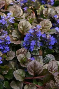 Bronze Beauty Ajuga - Bugleweed - 18 Count Flats Of Pint Pots 11 Bronze Beauty Ajuga - Bugleweed - 18 Count Flats Of Pint Pots -Outlet Drip Mingle Store ajuga bronze beauty 28 3