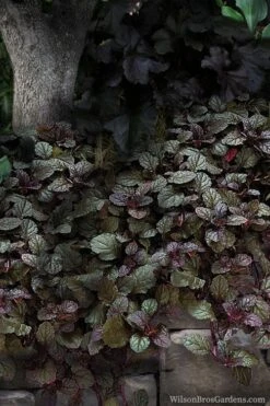Bronze Beauty Ajuga - Bugleweed - 18 Count Flats Of Pint Pots 12 Bronze Beauty Ajuga - Bugleweed - 18 Count Flats Of Pint Pots -Outlet Drip Mingle Store ajuga bronze beauty 30 3