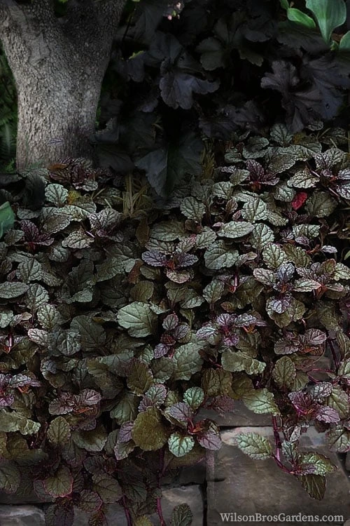Bronze Beauty Ajuga (Bugleweed) - 5 Pack Of 4" Pint Pots 6 Bronze Beauty Ajuga (Bugleweed) - 5 Pack Of 4" Pint Pots - Image 4
